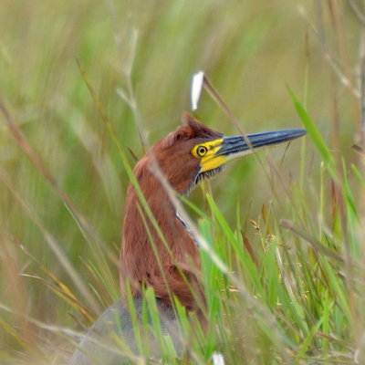 Whistling Heron